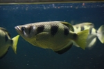 banded archerfish (Toxotes jaculatrix)