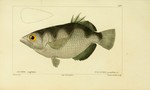 banded archerfish (Toxotes jaculatrix)