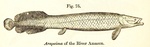 pirarucu (Arapaima gigas)