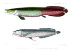 pirarucu (Arapaima gigas), silver arowana (Osteoglossum bicirrhosum)