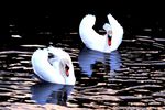 mute swan (Cygnus olor)