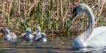 mute swan (Cygnus olor)