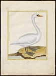 mute swan (Cygnus olor)