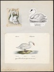 mute swan (Cygnus olor)