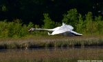 mute swan (Cygnus olor)