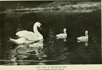 mute swan (Cygnus olor)