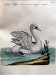 mute swan (Cygnus olor)