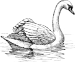 mute swan (Cygnus olor)