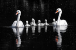 mute swan (Cygnus olor)