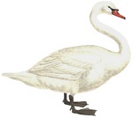 mute swan (Cygnus olor)