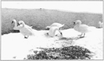 mute swan (Cygnus olor)