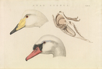 whooper swan (Cygnus cygnus), mute swan (Cygnus olor)