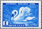 mute swan (Cygnus olor)