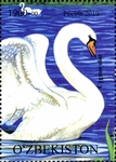 mute swan (Cygnus olor)