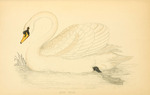 mute swan (Cygnus olor)