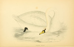 mute swan (Cygnus olor)