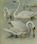 Bewick's swan (Cygnus bewickii), whooper swan (Cygnus cygnus), mute swan (Cygnus olor)