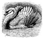 mute swan (Cygnus olor)