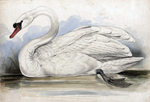 mute swan (Cygnus olor)