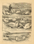 mute swan (Cygnus olor)