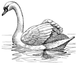 mute swan (Cygnus olor)