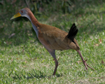 giant wood rail (Aramides ypecaha)