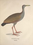 giant wood rail (Aramides ypecaha)