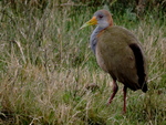 giant wood rail (Aramides ypecaha)