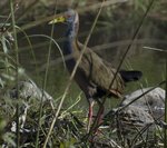 giant wood rail (Aramides ypecaha)