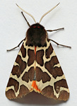 garden tiger moth (Arctia caja)