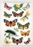 four-spotted footman (Lithosia quadra), crimson-speckled flunkey (Utetheisa pulchella), cinnabar...