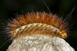 garden tiger moth (Arctia caja) - Woolly Bear