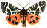 garden tiger moth (Arctia caja)