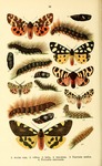 garden tiger moth (Arctia caja), cream-spot tiger moth (Epicallia villica), hebe tiger moth (Arc...