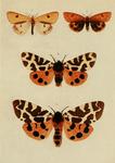 clouded buff (Diacrisia sannio), garden tiger moth (Arctia caja)