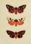 garden tiger moth (Arctia caja)