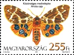 garden tiger moth (Arctia caja)