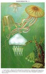 ...moon jelly (Aurelia aurita), compass jellyfish (Chrysaora hysoscella), warty sea wasp (Carybdea 