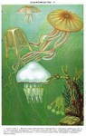 moon jelly (Aurelia aurita), compass jellyfish (Chrysaora hysoscella), warty sea wasp (Carybdea ...