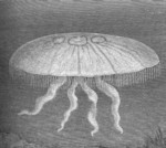 common jellyfish, moon jelly (Aurelia aurita)