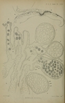 common jellyfish, moon jelly (Aurelia aurita)