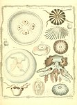 ...lion's mane jellyfish (Cyanea capillata), Medusa piliaris, warty sea wasp (Carybdea marsupialis)...