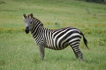 plains zebra (Equus quagga)