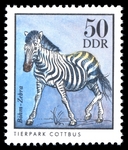 Grant's zebra (Equus quagga boehmi)