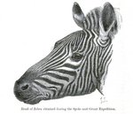 Grant's zebra (Equus quagga boehmi)