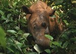 Sumatran rhinoceros (Dicerorhinus sumatrensis)