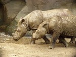 Sumatran rhinoceros (Dicerorhinus sumatrensis)