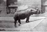 Sumatran rhinoceros (Dicerorhinus sumatrensis)