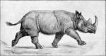 Sumatran rhinoceros (Dicerorhinus sumatrensis)