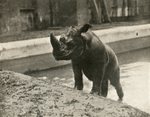 Sumatran rhinoceros (Dicerorhinus sumatrensis)